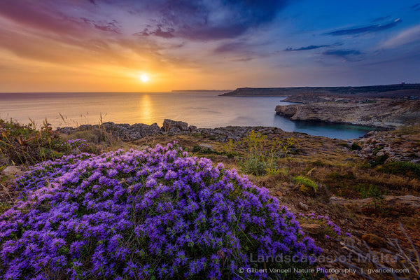Thyme Sunset