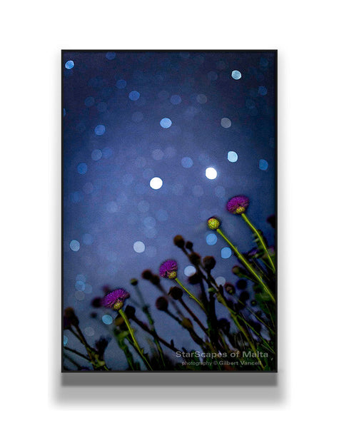 Maltese Wild Blossoms - Stargazers