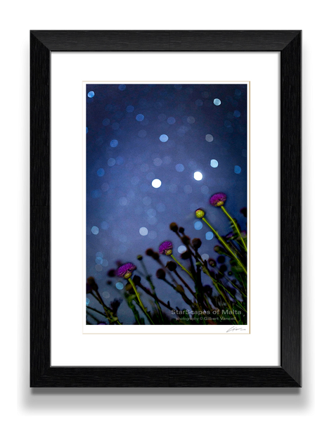 Maltese Wild Blossoms - Stargazers