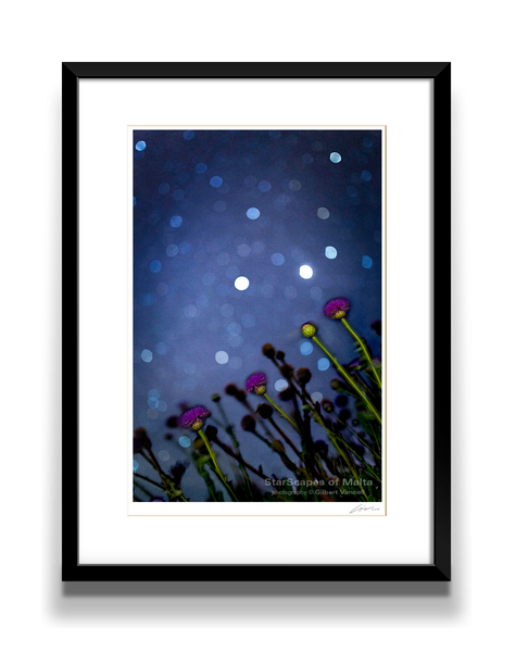 Maltese Wild Blossoms - Stargazers