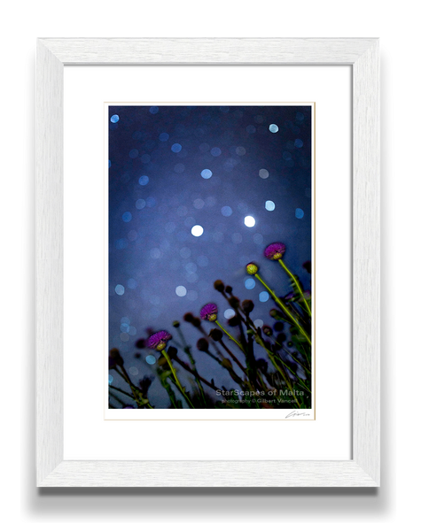 Maltese Wild Blossoms - Stargazers