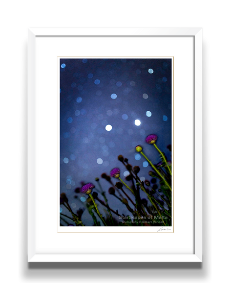 Maltese Wild Blossoms - Stargazers