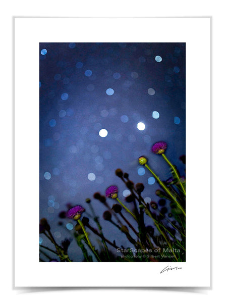 Maltese Wild Blossoms - Stargazers