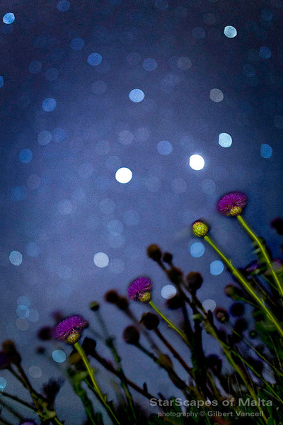 Maltese Wild Blossoms - Stargazers