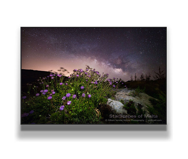 Maltese Wild Blossoms - 'Widnet il-Baħar'
