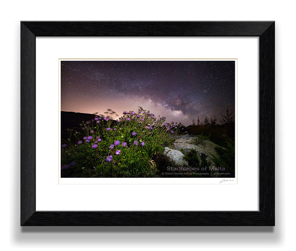 Maltese Wild Blossoms - 'Widnet il-Baħar'