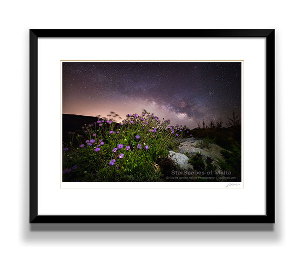 Maltese Wild Blossoms - 'Widnet il-Baħar'