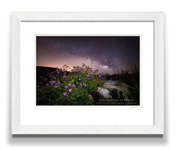 Maltese Wild Blossoms - 'Widnet il-Baħar'