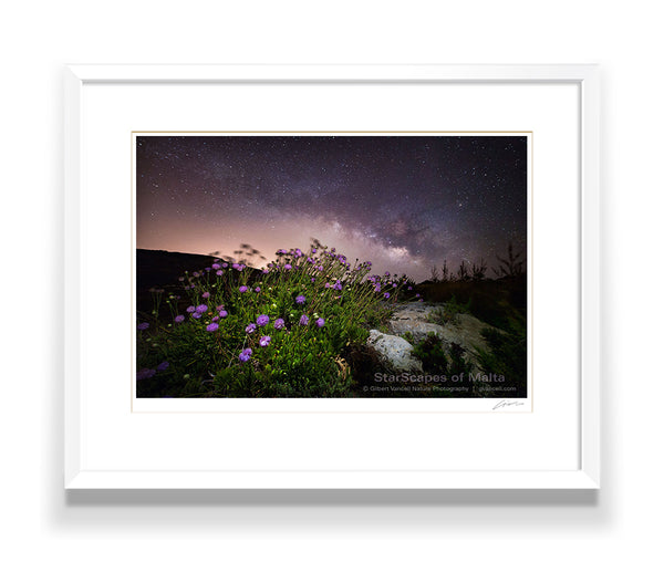 Maltese Wild Blossoms - 'Widnet il-Baħar'