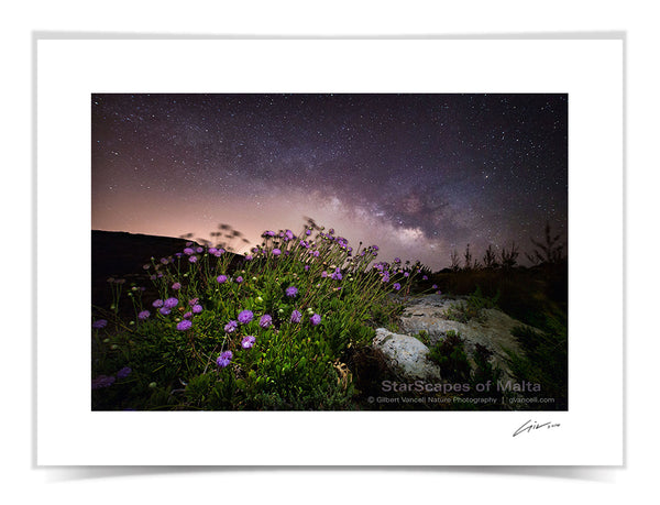 Maltese Wild Blossoms - 'Widnet il-Baħar'