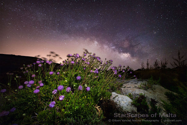 Maltese Wild Blossoms - 'Widnet il-Baħar'