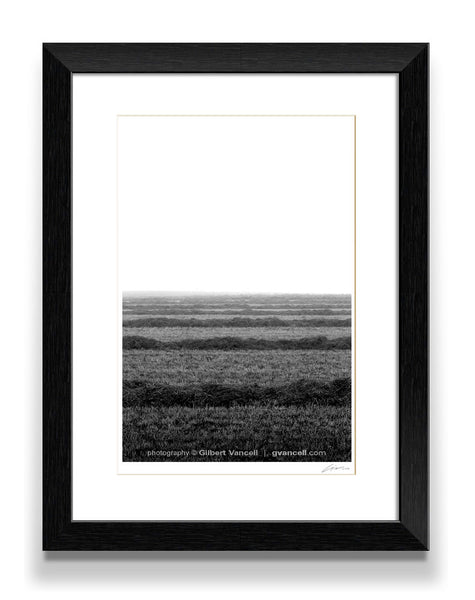 Misty Morning Harvest