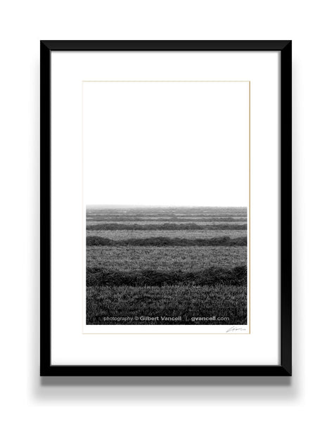 Misty Morning Harvest