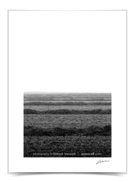 Misty Morning Harvest