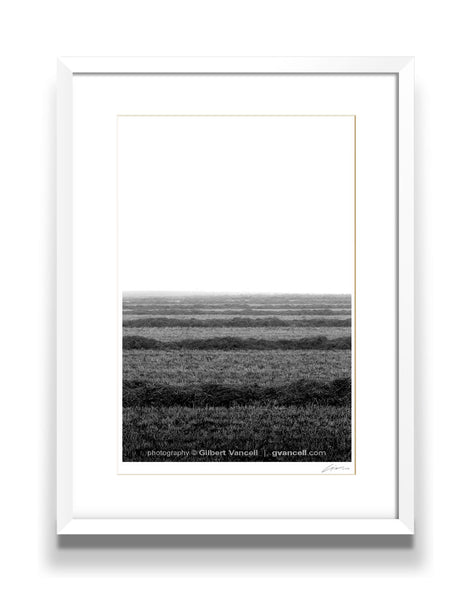 Misty Morning Harvest