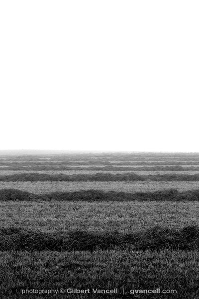 Misty Morning Harvest