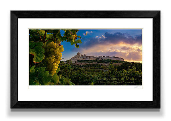 Vineyard under Mdina