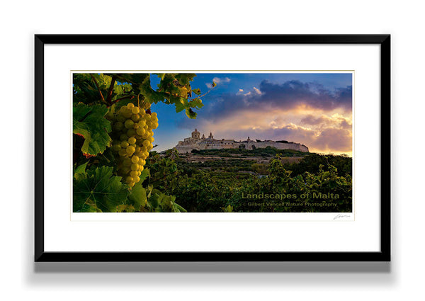 Vineyard under Mdina