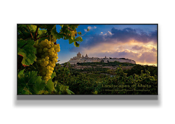 Vineyard under Mdina