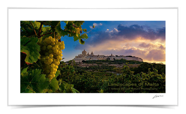 Vineyard under Mdina