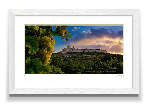 Vineyard under Mdina
