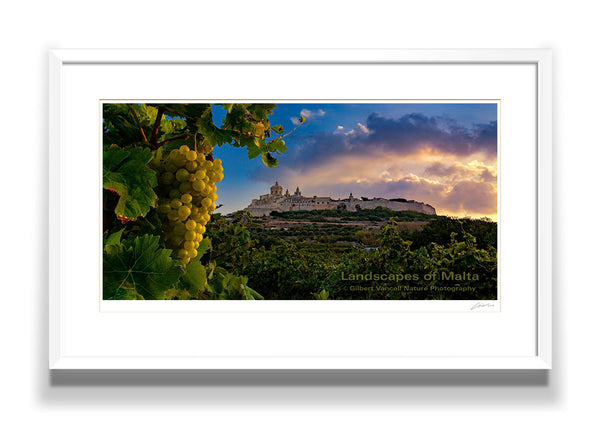 Vineyard under Mdina