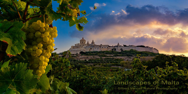 Vineyard under Mdina