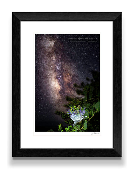 Maltese Wild Blossoms - 'Kappar'