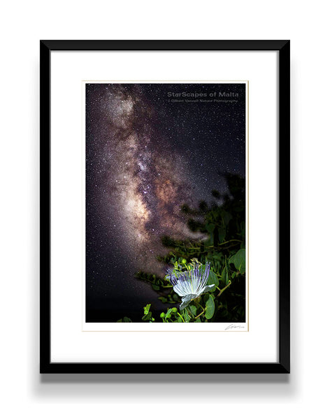 Maltese Wild Blossoms - 'Kappar'