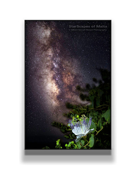 Maltese Wild Blossoms - 'Kappar'