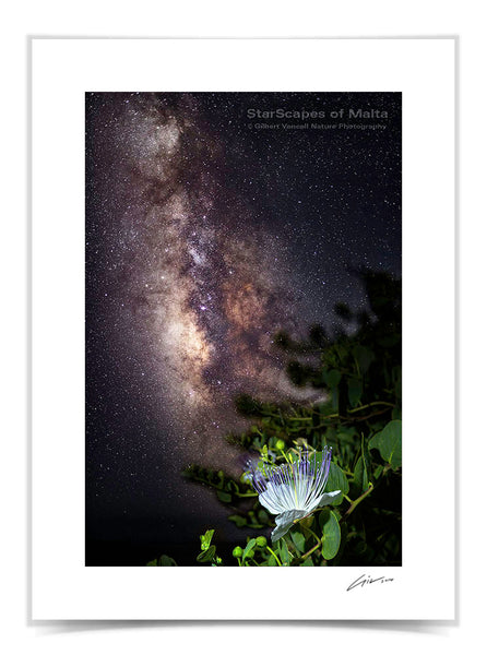 Maltese Wild Blossoms - 'Kappar'