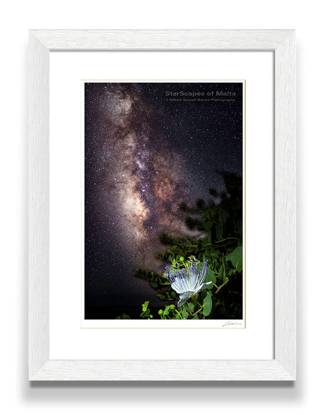 Maltese Wild Blossoms - 'Kappar'