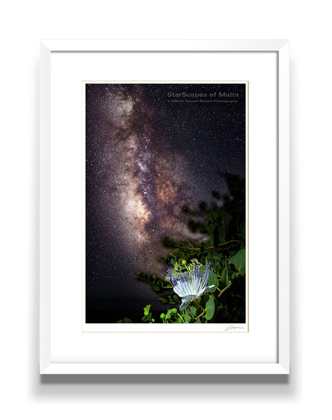 Maltese Wild Blossoms - 'Kappar'