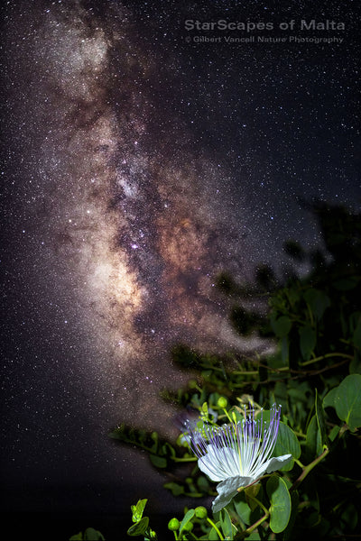 Maltese Wild Blossoms - 'Kappar'