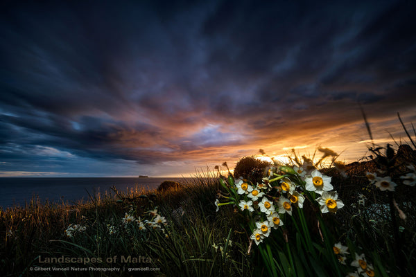 Narċis Sunset